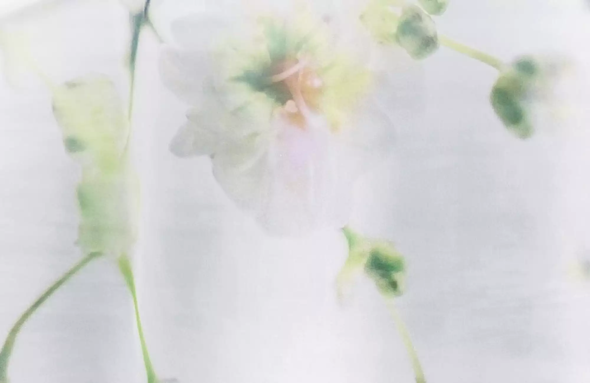 acousticpearls-sophila-voilage-transparent-motif-gypsophile-vert image 2